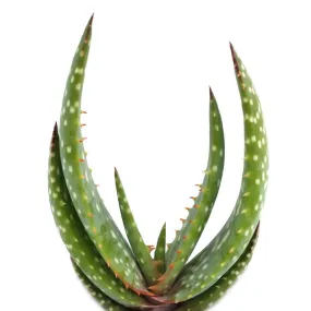 Aloe gariepensis