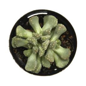 Aloinopsis luckhoffii