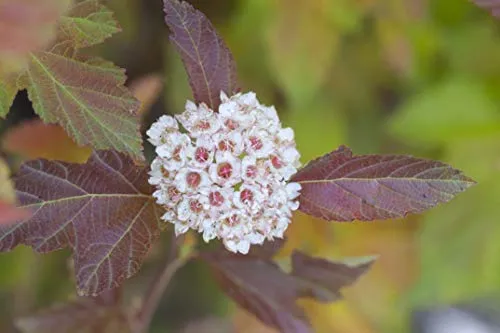 Amber Jubilee™ Ninebark