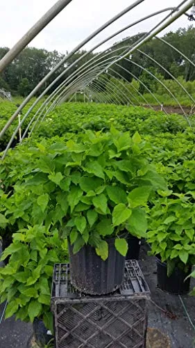 Annabelle Smooth Hydrangea