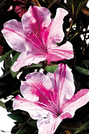 Autumn Twist® Reblooming Azalea