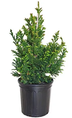 Black Dragon Japanese Cedar