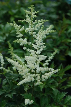 Bridal Veil Astilbe