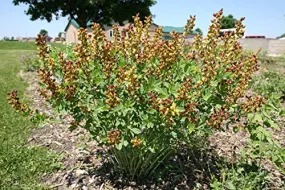 Cherry Jubilee False Indigo