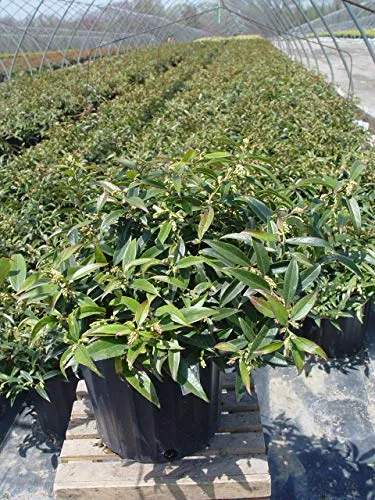 Coast Leucothoe