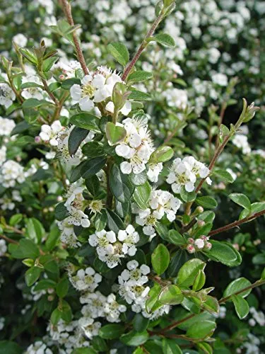 Coral Beauty Cotoneaster