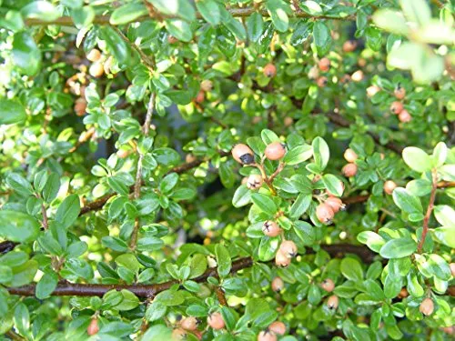 Coral Beauty Cotoneaster