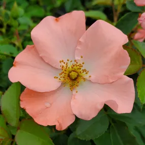 Coral Flower Carpet Rose