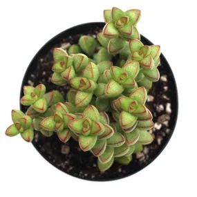 Crassula rupestris v. monticola