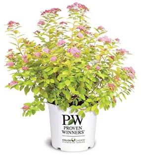 Double Play® Big Bang™ Spirea