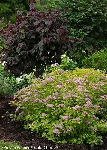 Double Play® Big Bang™ Spirea