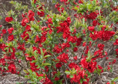 Double Take Scarlet™ Quince