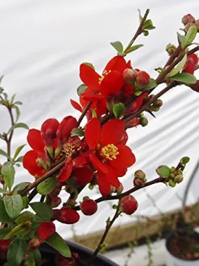 Double Take Scarlet™ Quince