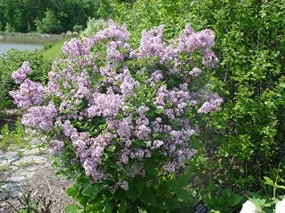 Dwarf Korean Lilac