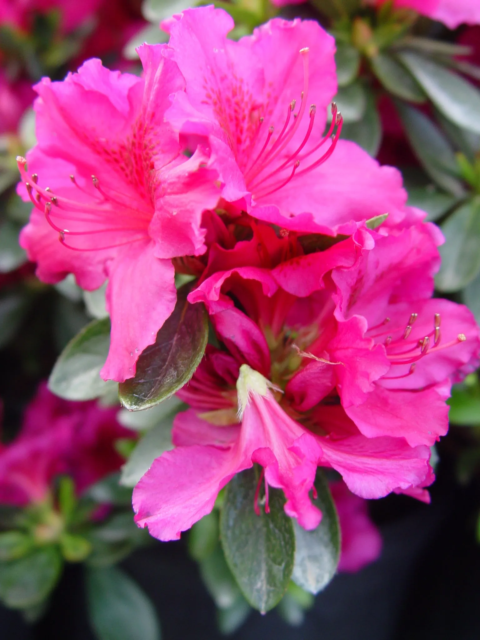 Girards Crimson Azalea