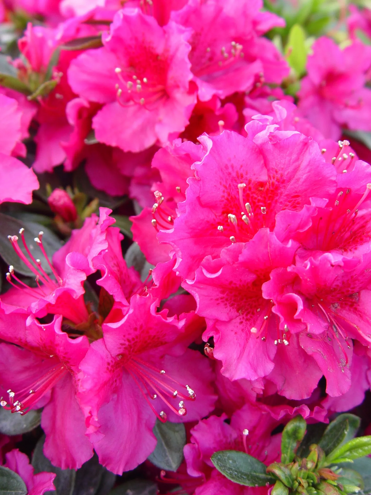 Girards Crimson Azalea