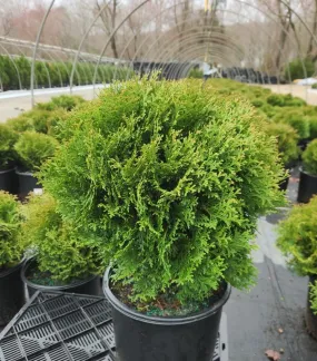 Hetz Midget Globe Arborvitae