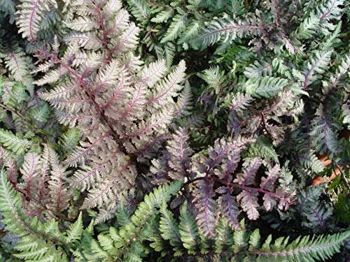 Japanese Painted Fern