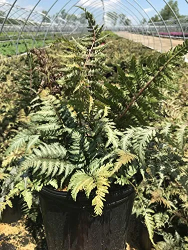 Japanese Painted Fern