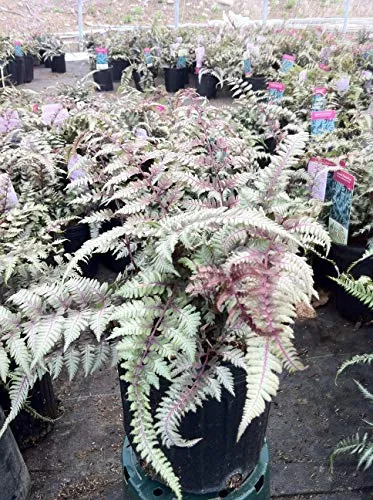 Japanese Painted Fern