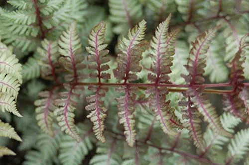 Japanese Painted Fern