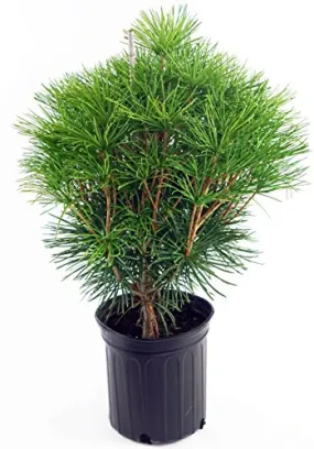 Japanese Umbrella Pine