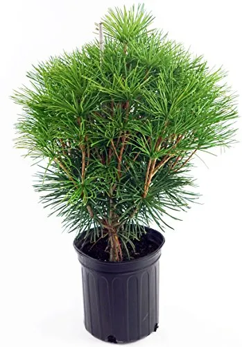 Japanese Umbrella Pine