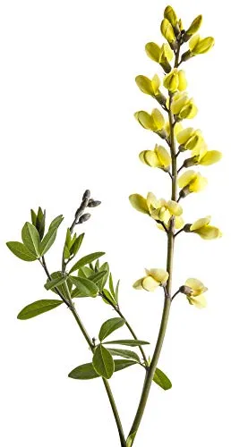 Lemon Meringue False Indigo