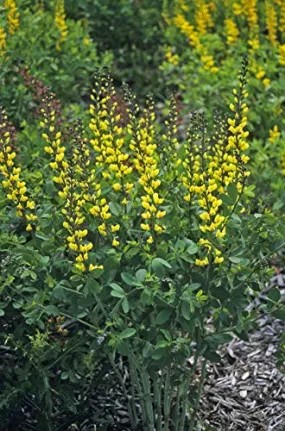 Lemon Meringue False Indigo