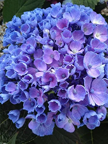 Let's Dance® Rhythmic Blue® Hydrangea