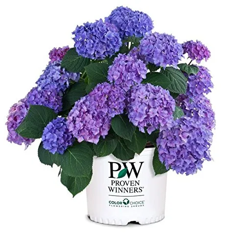 Let's Dance® Rhythmic Blue® Hydrangea