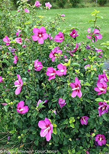 Lil' Kim® Violet Rose of Sharon