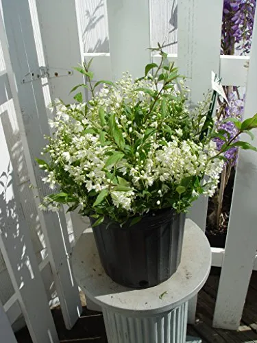 Nikko Deutzia