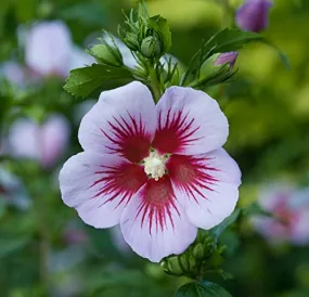 Orchid Satin® Rose of Sharon