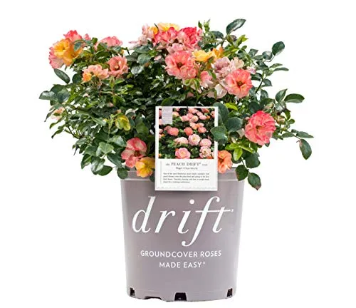 Peach Drift® Rose