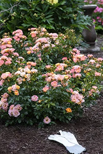 Peach Drift® Rose