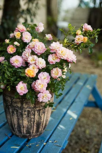 Peach Drift® Rose