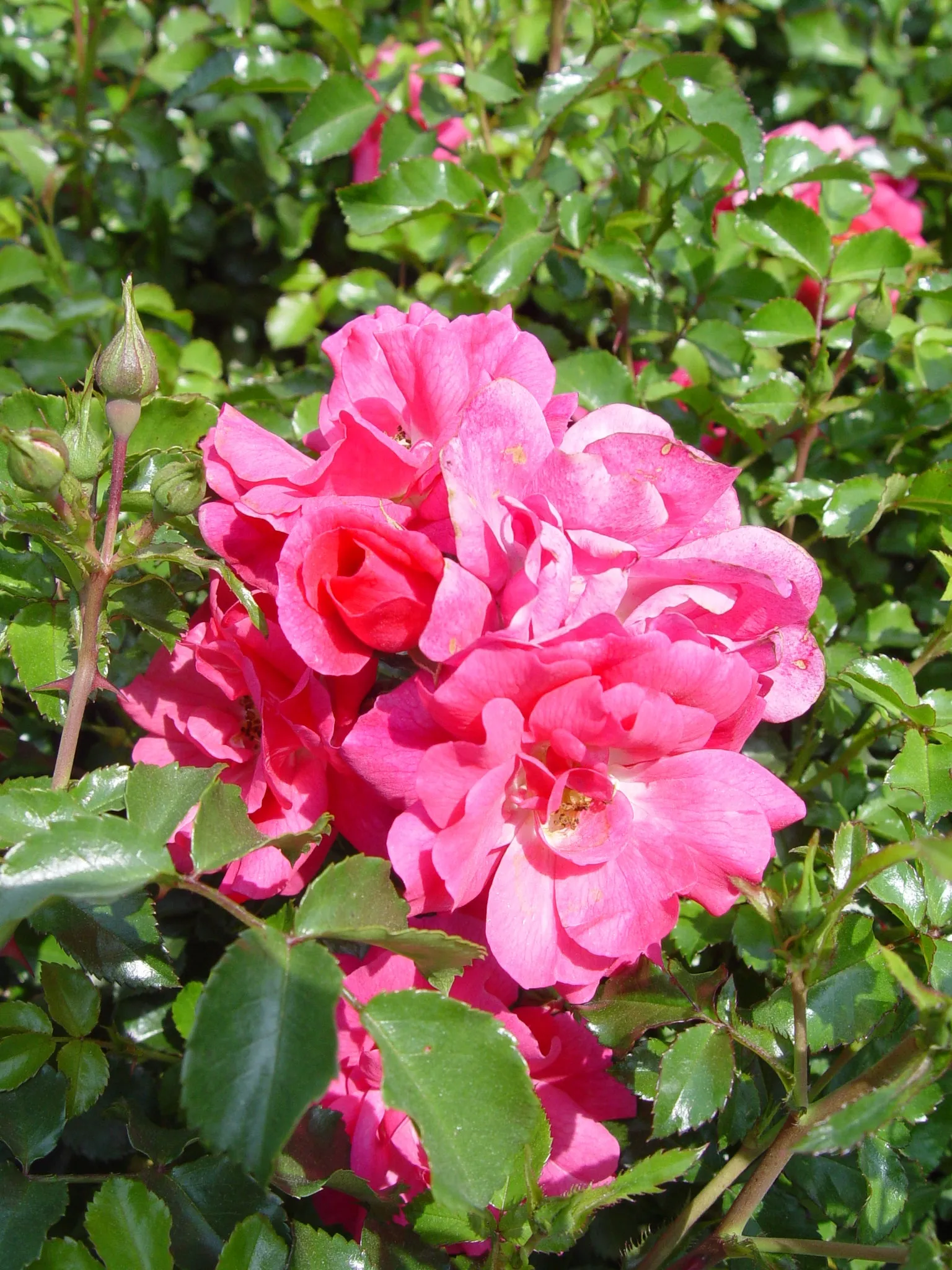 Pink Flower Carpet Rose