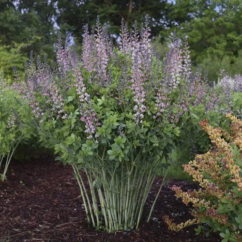 Pink Truffles False Indigo