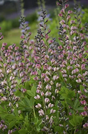 Pink Truffles False Indigo