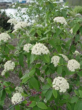 Prague Viburnum