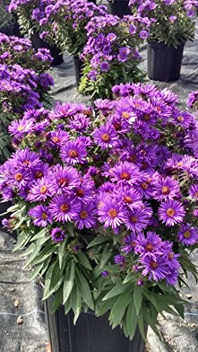 Purple Dome Aster