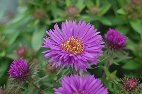 Purple Dome Aster