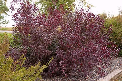 Purpleleaf Sandcherry