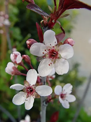 Purpleleaf Sandcherry