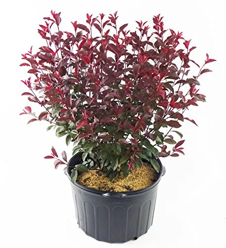 Purpleleaf Sandcherry