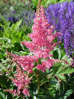 Rheinland Astilbe