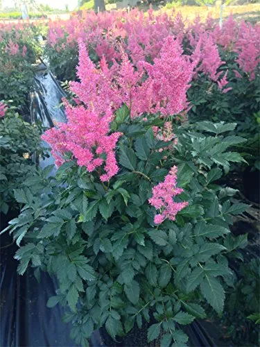 Rheinland Astilbe