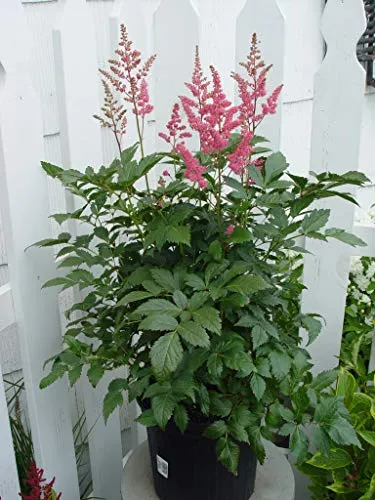 Rheinland Astilbe