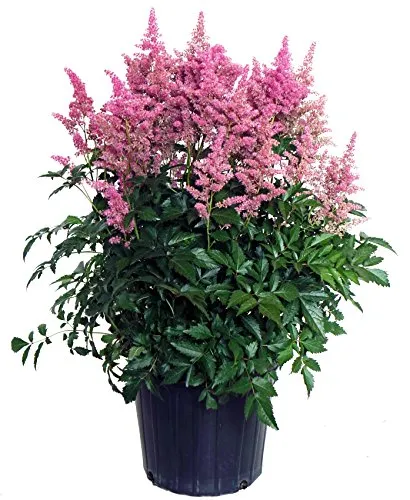 Rheinland Astilbe